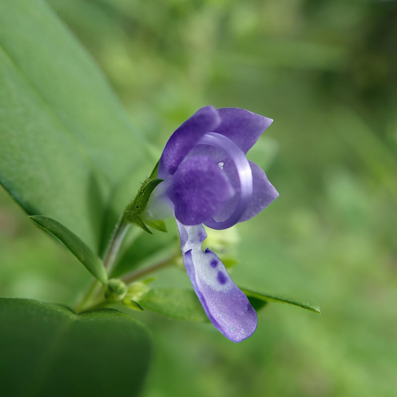 Polygala Tenuifolia Willd Seeds - Larger Packet High Germination 5000-25000 Onsaleseeds