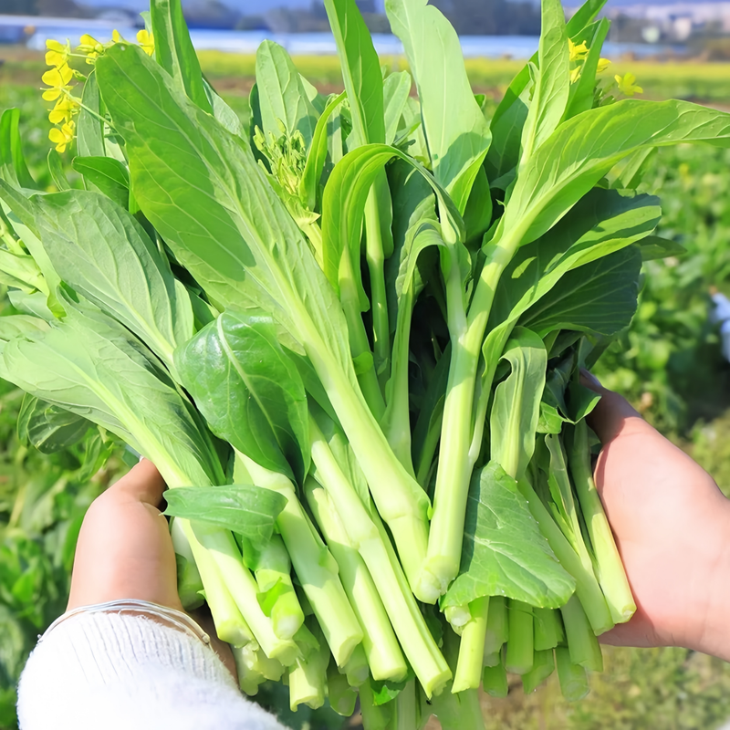 Brassica Napus L. - Larger Packet High Germination 5000-25000 Onsaleseeds