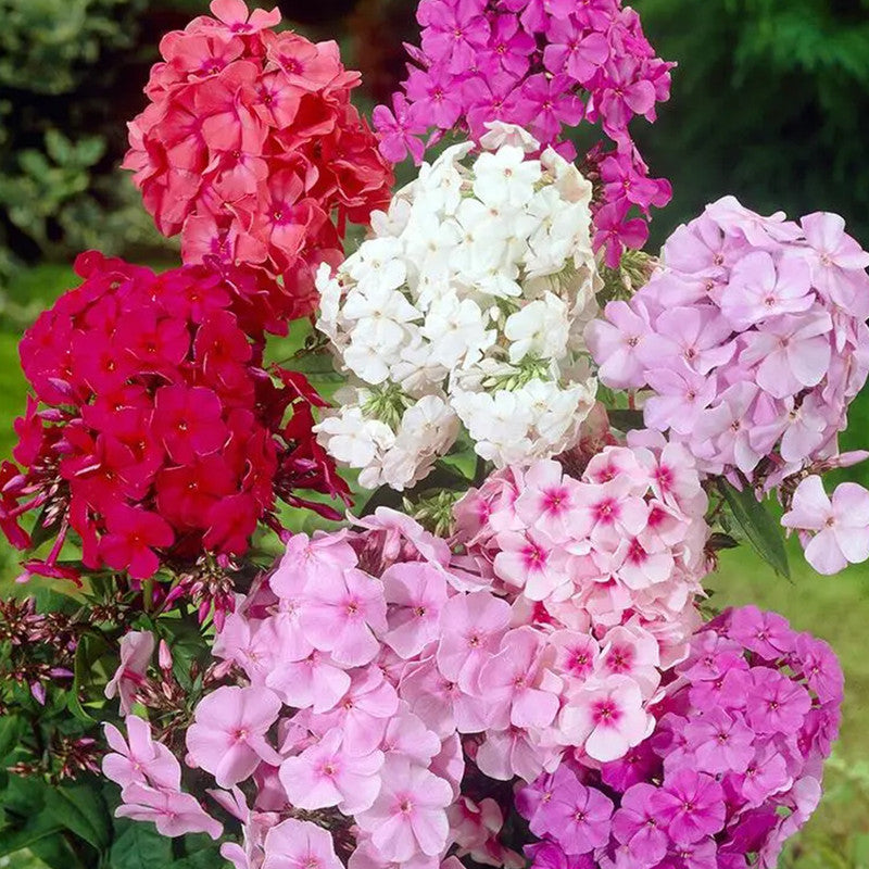 Phlox Drummondii Seeds - Mix Larger Packet High Germination 600-3000 Onsaleseeds