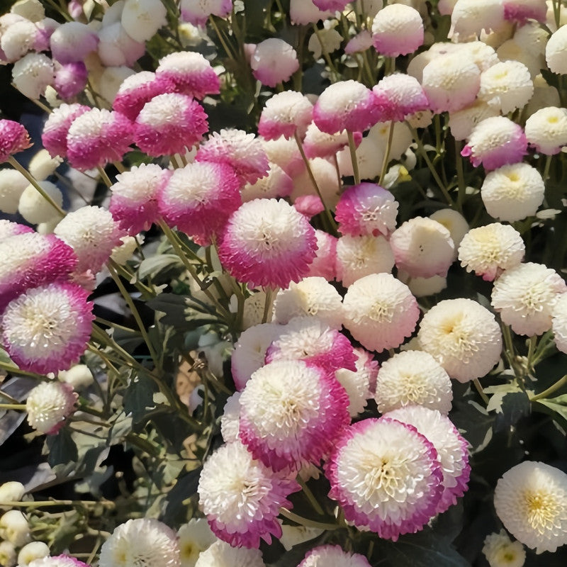 China Aster Seeds - Mix Larger Packet High Germination 1200-5000 Onsaleseeds