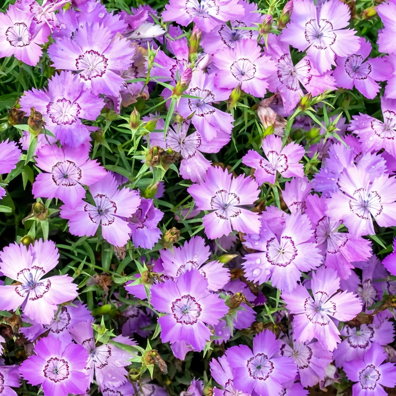 Dianthus Blue Seeds up to 50%