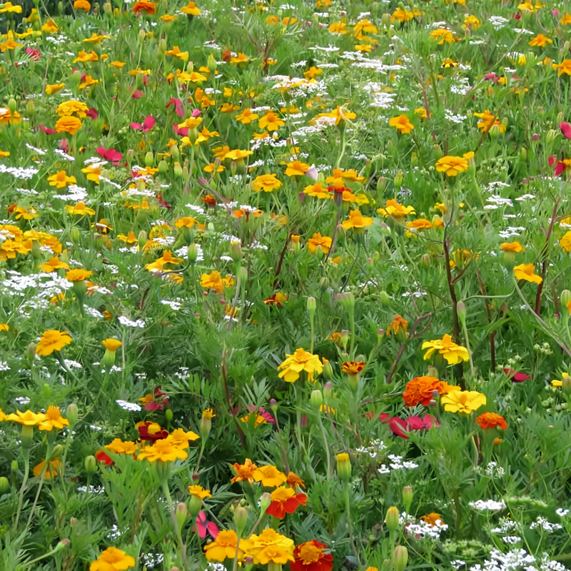 Wildflower Seeds - Summer Style Mix Includes Dahlia Pinnate, Petunia, Cosmos, etc.