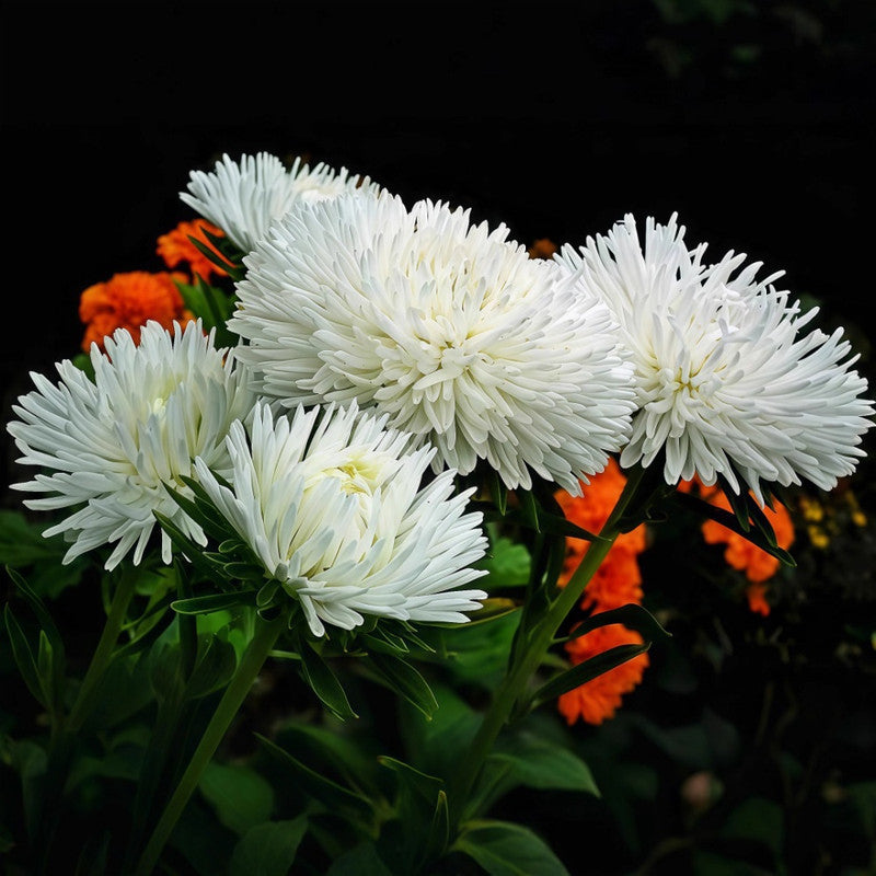 China Aster Seeds - White Larger Packet High Germination 1500-7500 Onsaleseeds