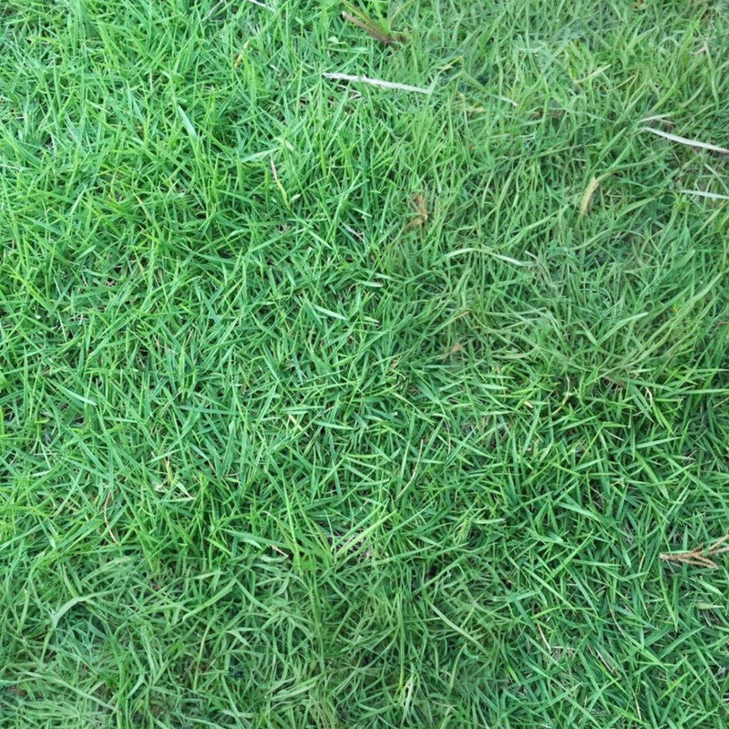 Unhulled Coated Grass Seed