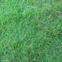 Unhulled Coated Grass Seed