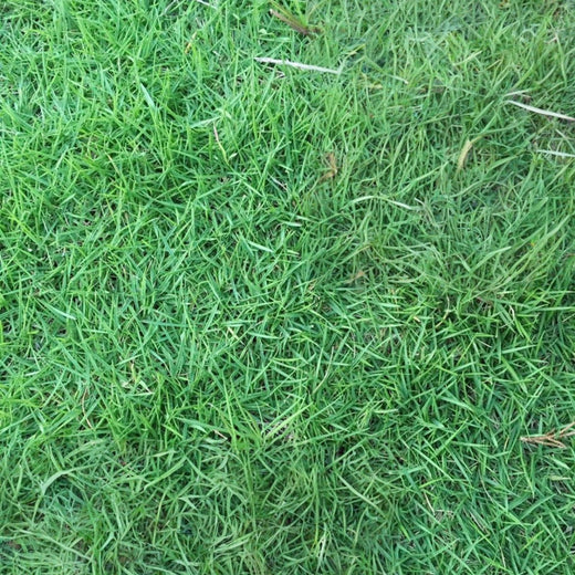 Unhulled Coated Grass Seed