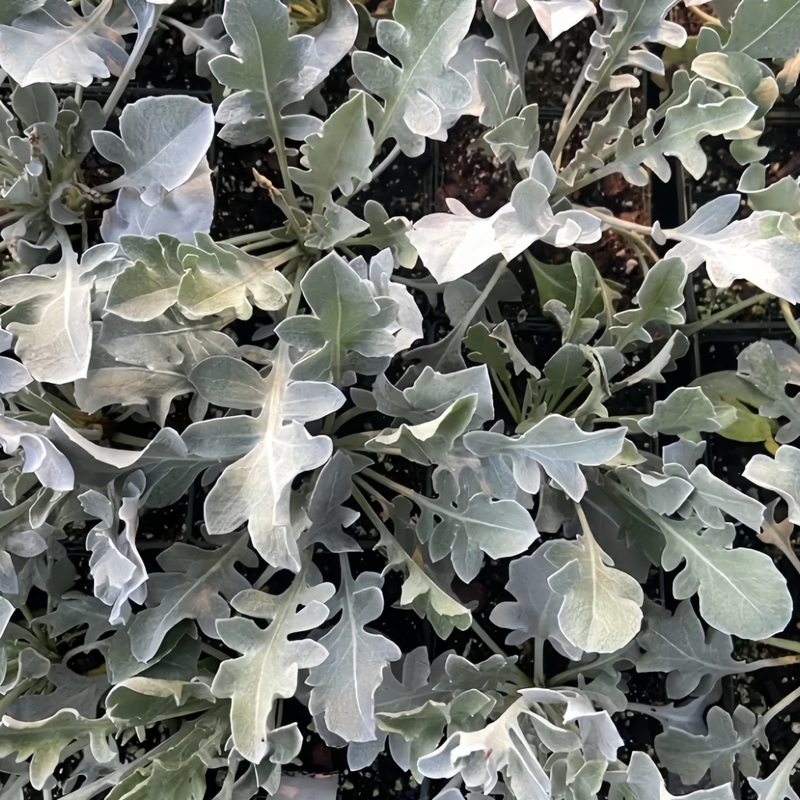 Centaurea Seeds - Old Crow Silver-Gray Leaves Larger Packet High Germination 600-3000 Onsaleseeds