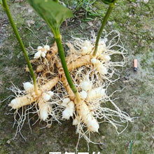 Polygonatum Odoratum Seeds