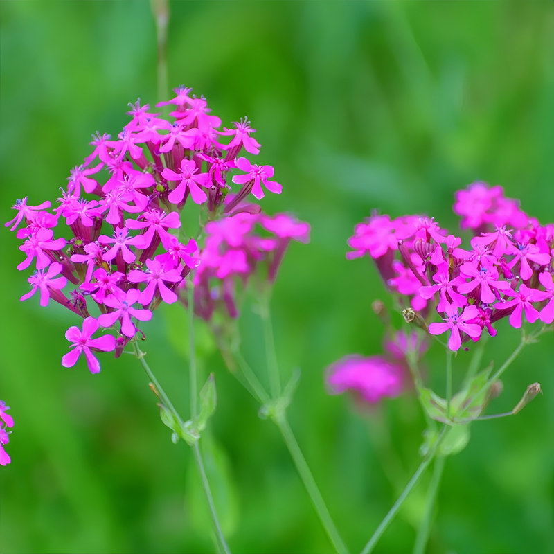 Nodding Catchfly Seeds - Red Larger Packet High Germination 4000-20000 Onsaleseeds