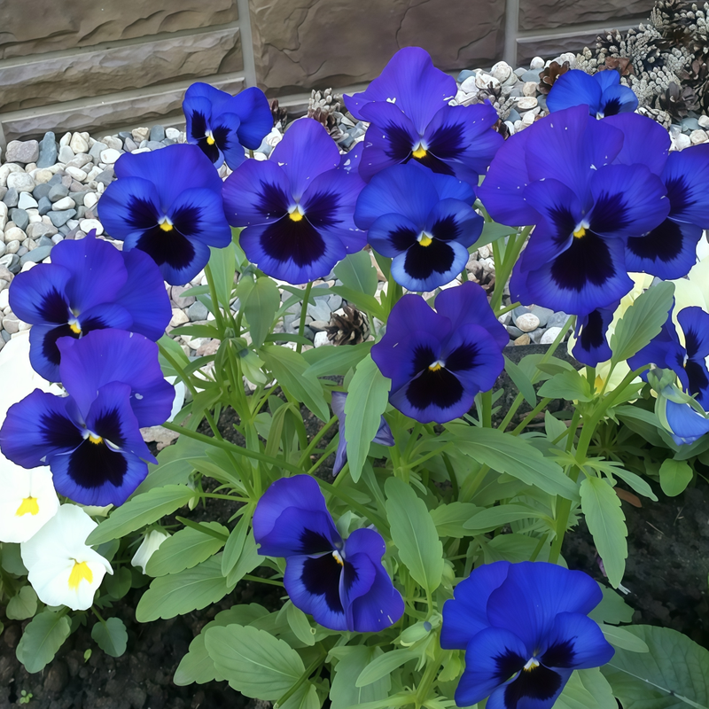 Pansy Seeds - Blue With Brown Spots Larger Packet High Germination 1000-5000 Onsaleseeds