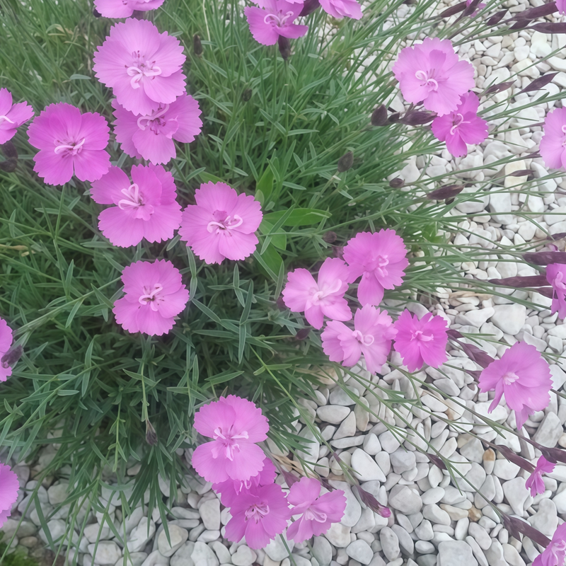 Dianthus Rose Red Single-Petaled Seeds up to 50%