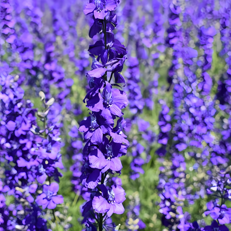 Sage Seeds - Ker-Gawler Blue Larger Packet High Germination 800-4000 Onsaleseeds