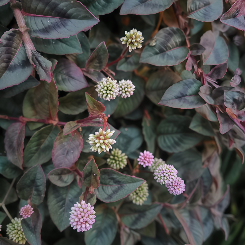 Polygonum Pink Seeds up to 50%