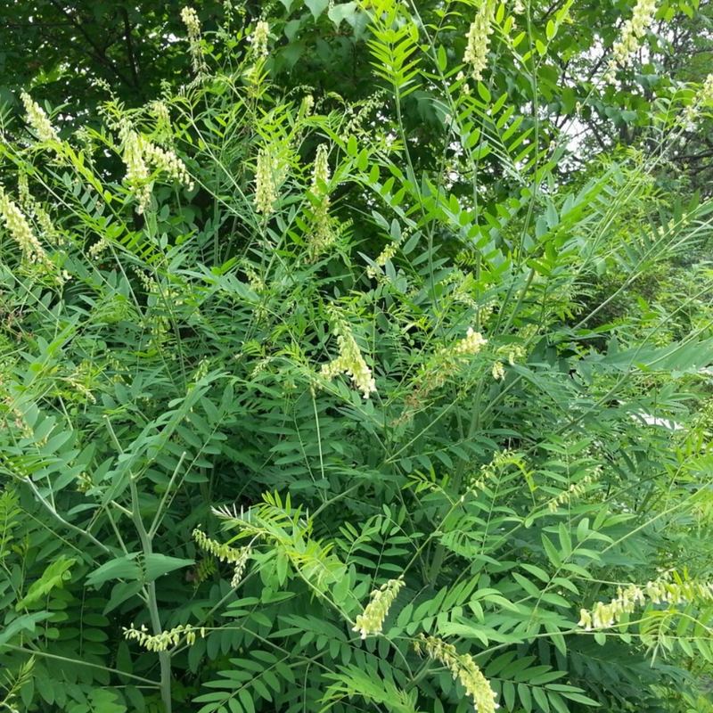 Sophora Flavescens Seeds - Larger Packet High Germination 2000-10000 Onsaleseeds