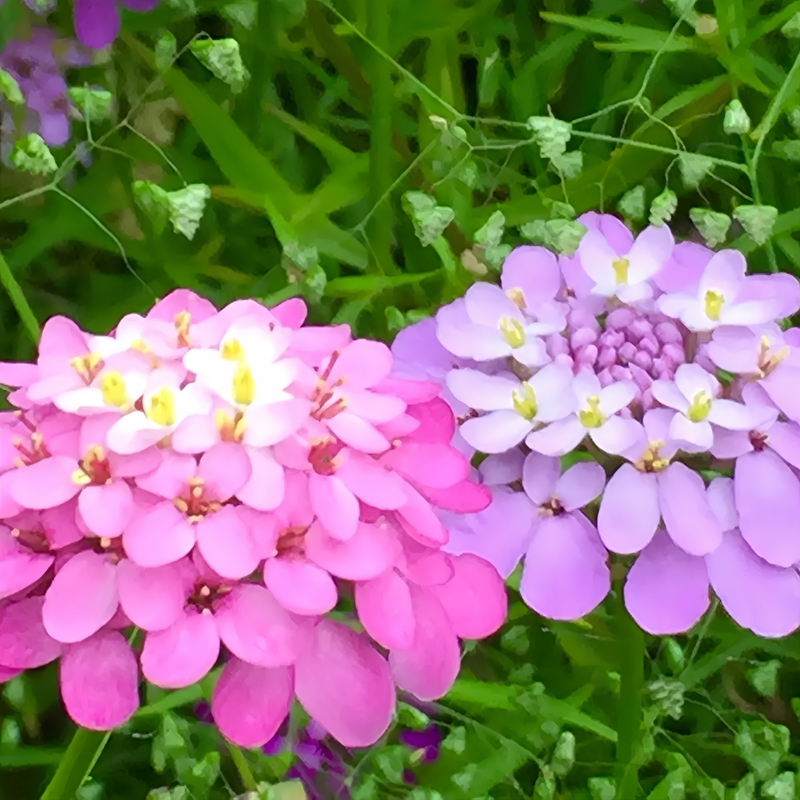 Candytuft Seeds - Pink Larger Packet High Germination 600-3000 Onsaleseeds