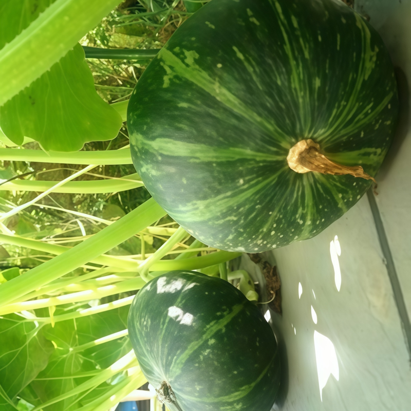 Cucurbita Moschata - Green And White High Germination  Onsaleseeds