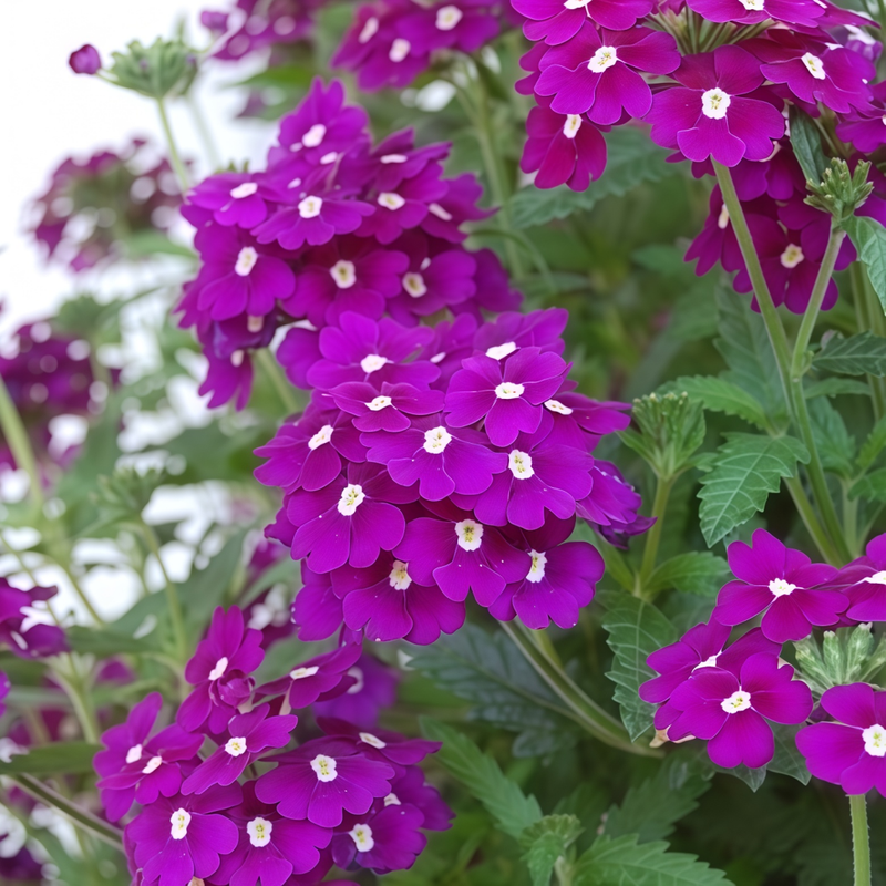 Garden Verbena Seeds - Purplish Red Larger Packet High Germination 1000-5000 Onsaleseeds