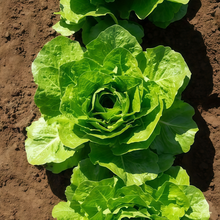 Lettuce Seeds