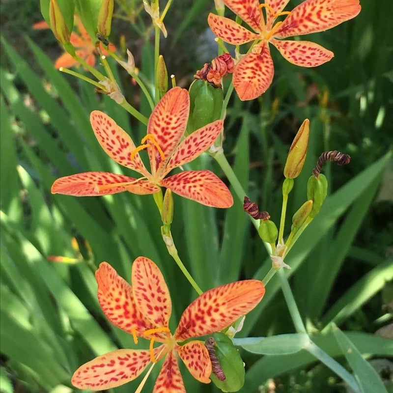 Blackberry Lily Seeds