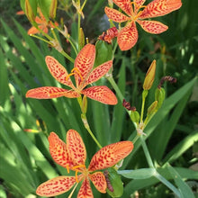 Blackberry Lily Seeds