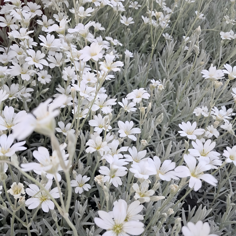 Cerastium Arvense Seeds - White High Germination Onsaleseeds
