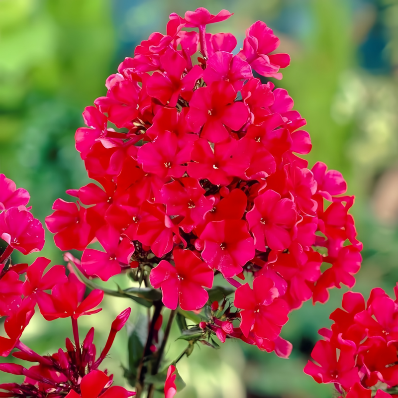 Phlox Drummondii Seeds - Red Larger Packet High Germination 600-3000 Onsaleseeds
