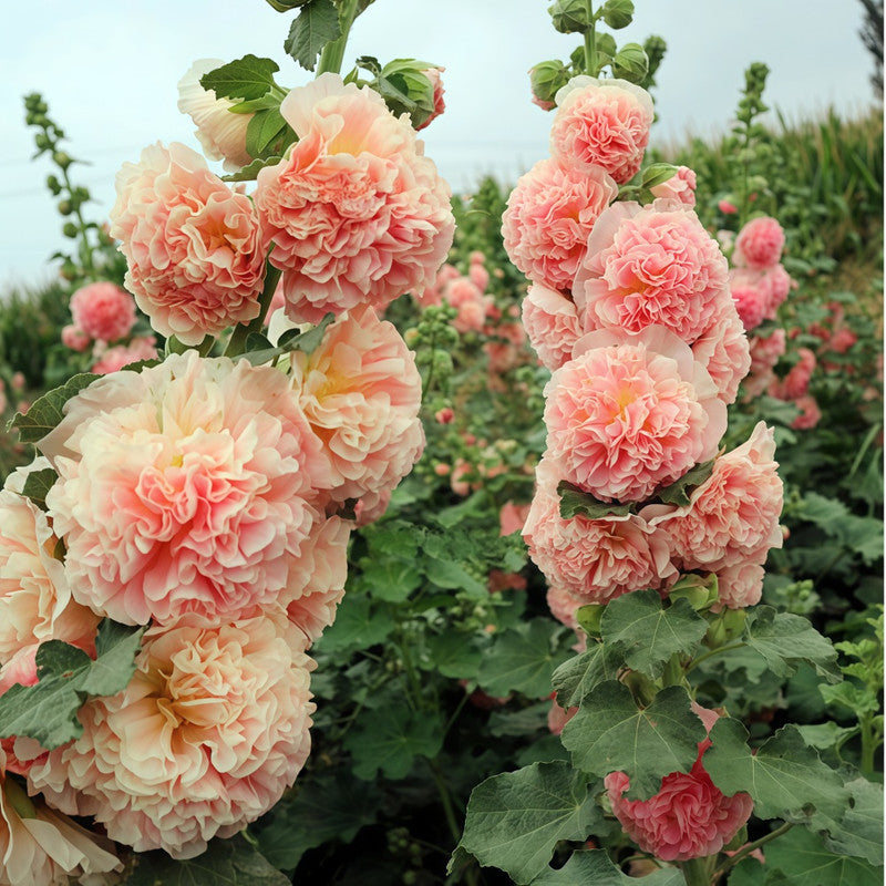 Hollyhock Seeds - Pink Larger Packet High Germination 1500-7500 Onsaleseeds