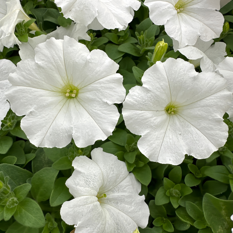 Petunia Hybrida Seeds - White Larger Packet High Germination 4000-20000 Onsaleseeds