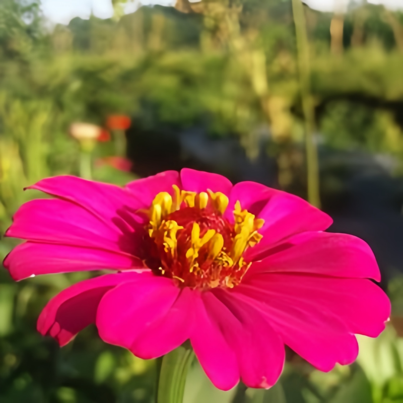 Zinnia Elegans Seeds - Cherry Red High Germination  Onsaleseeds