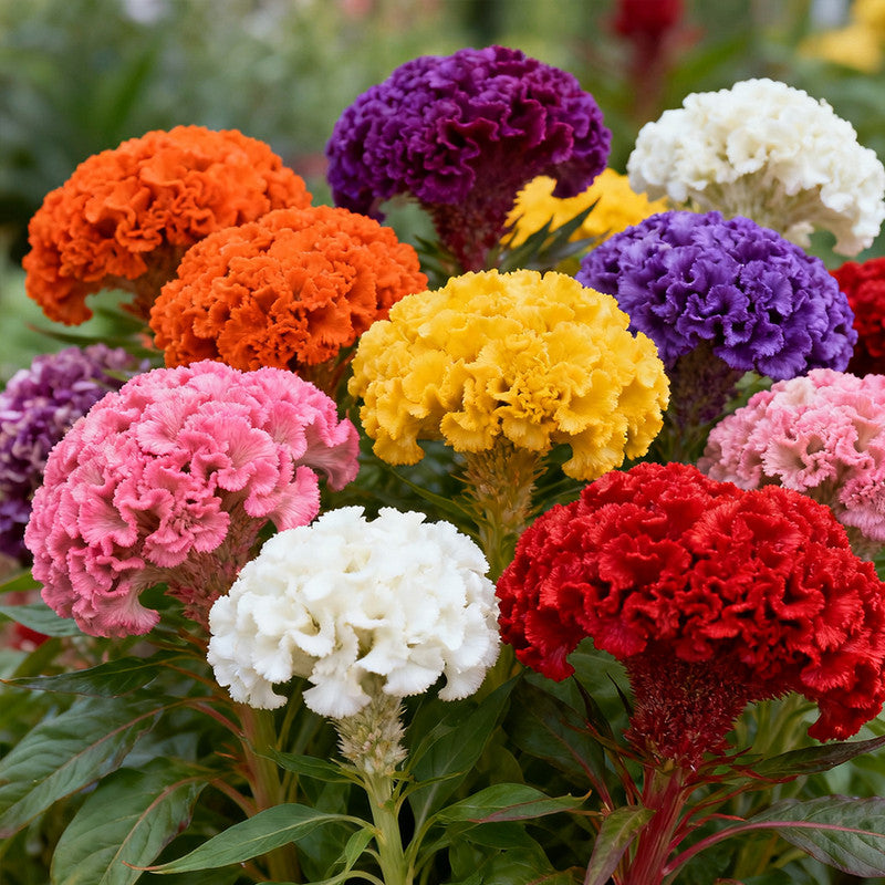 Celosia Cristata Seeds - Mix Larger Packet High Germination 1500-7500 Onsaleseeds