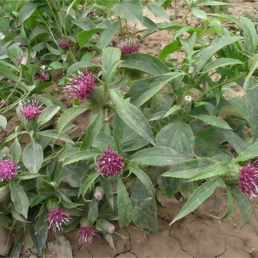 White Atractylodes Seeds