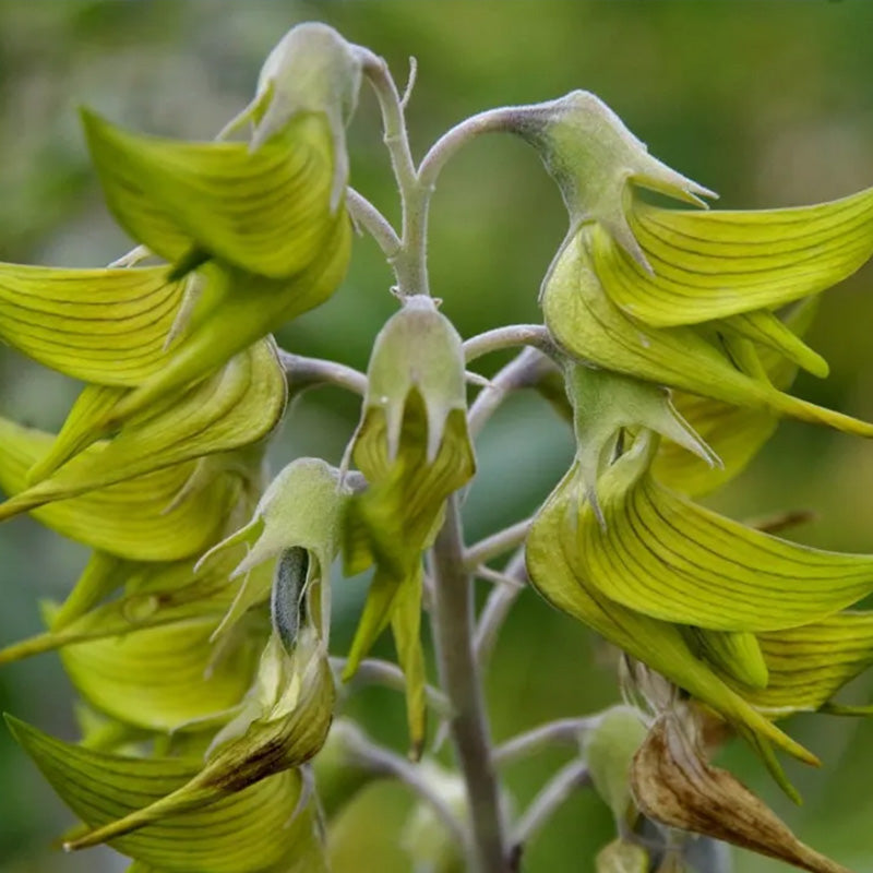 Green Birdflower