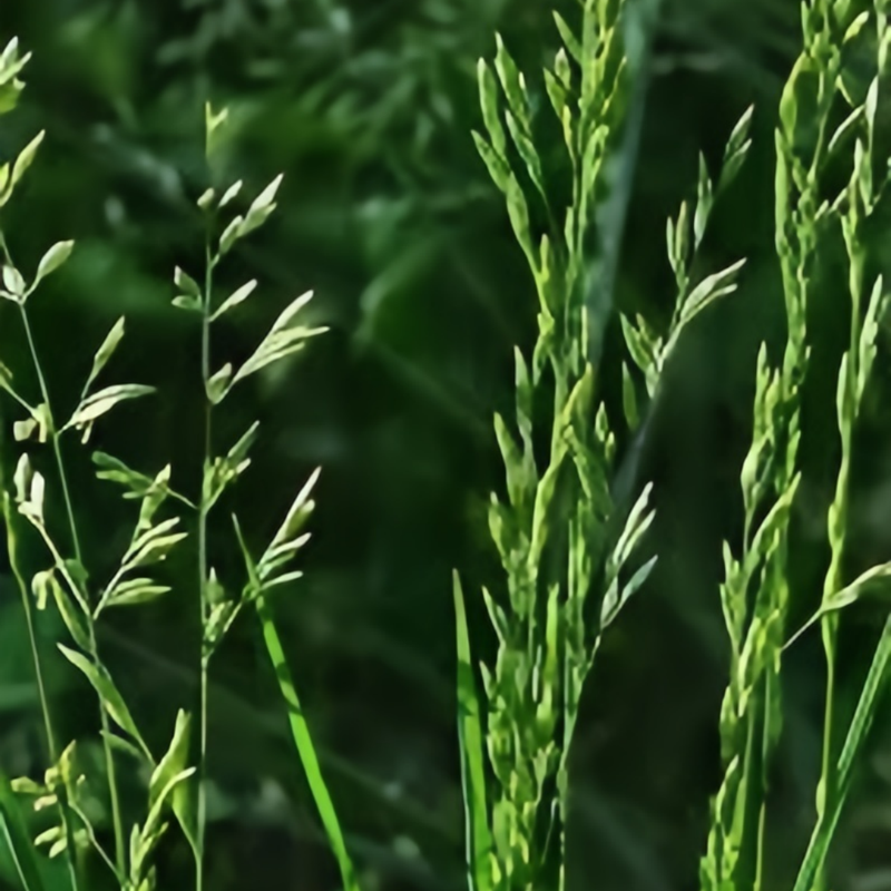 Reed Shaped Fescue Faen Seeds - Larger Packet High Germination 1/4-1/2LB Onsaleseeds