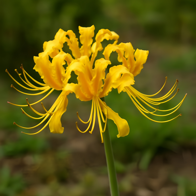 Red Spider Lily (Lycoris Radiata) Yellow Bulbs up to 50%