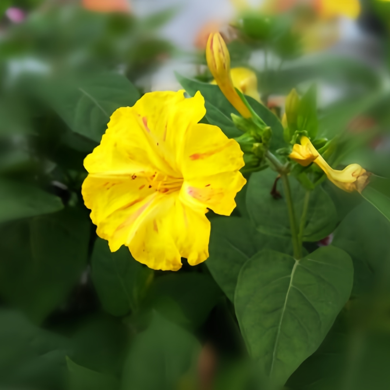 Four O'Clock Flower Seeds - Yellow Larger Packet High Germination 360-1800 Onsaleseeds