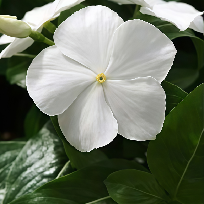 Vinca Seeds - Catharanthus Roseus White Larger Packet High Germination 300-2000 Onsaleseeds