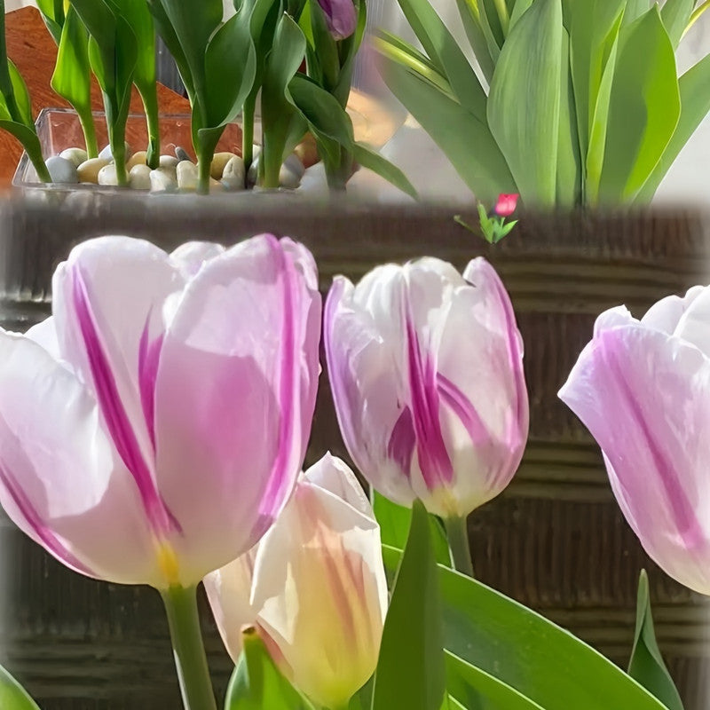 Tulip Bulbs - Dutch Beauty