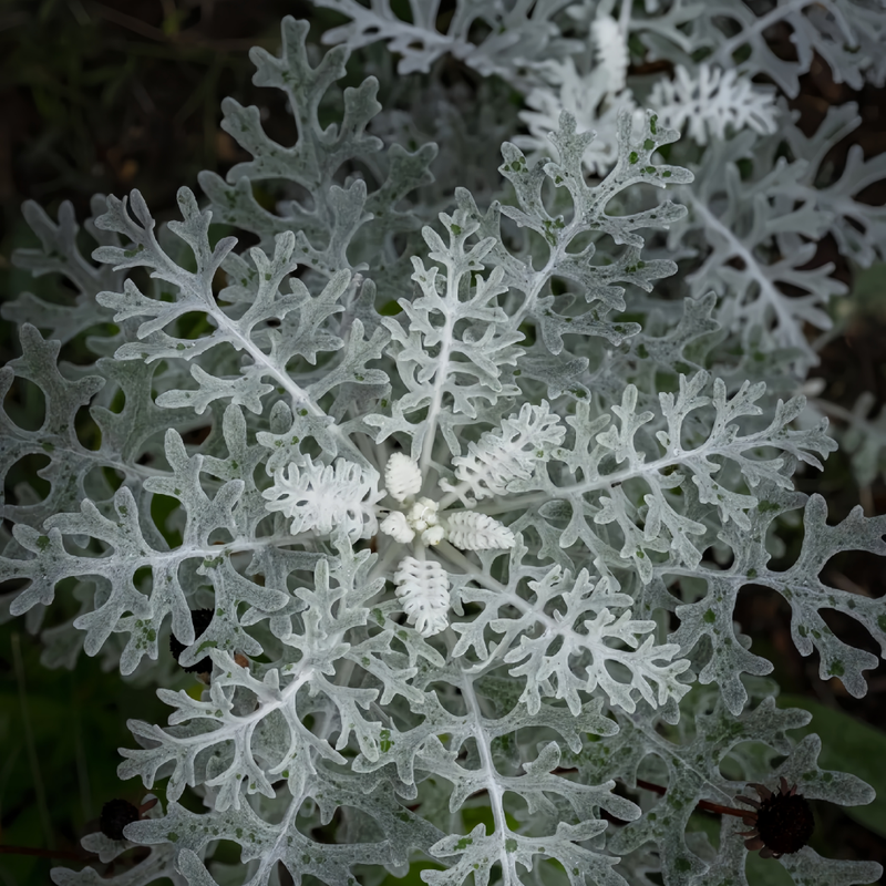 Centaurea Silver Seeds - Silver-Gray Leaves Larger Packet High Germination 400-1800 Onsaleseeds