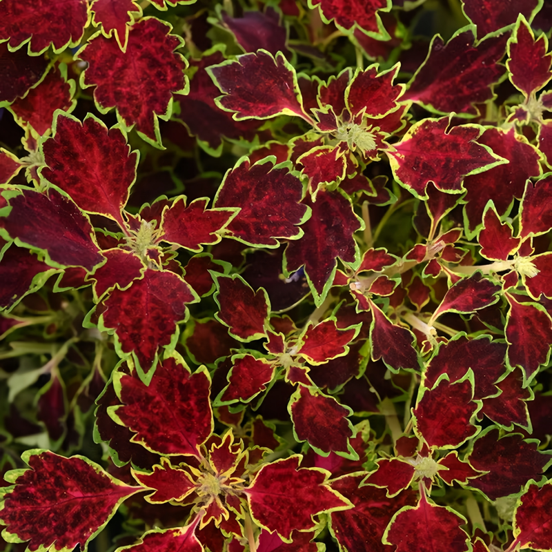 Coleus Mix Seeds up to 50%