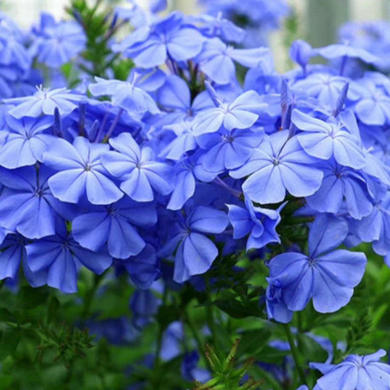 Felicia Amelloides BRIGHTBLUE Seeds up to 50% Large Pack · 1500-5000 Seeds