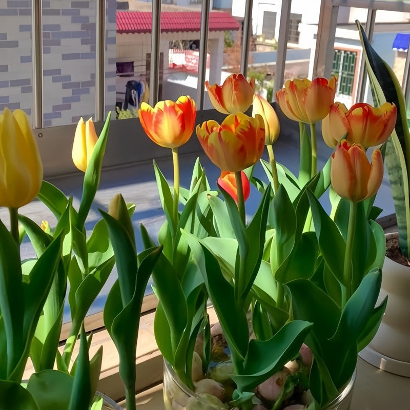 Tulip Bulbs - Ban Ya