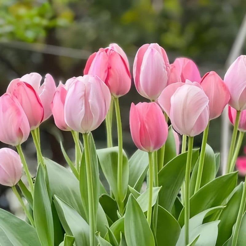 Tulip Bulbs - Pink Impression