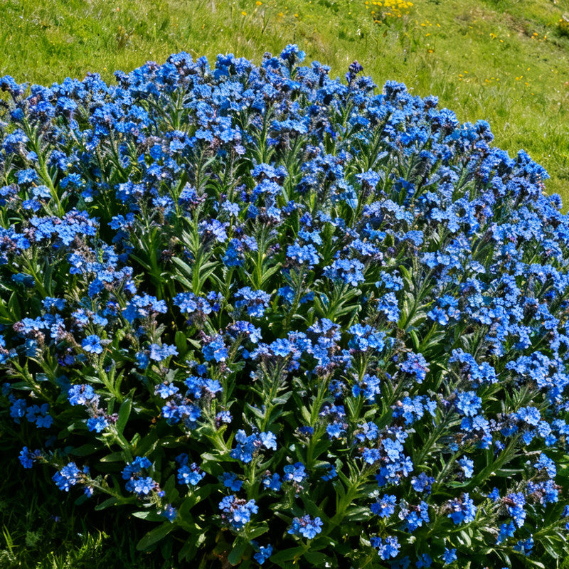 Anchusa Capensis Sky Seeds Blue up to 50% Large Pack · 500-2500 Seeds