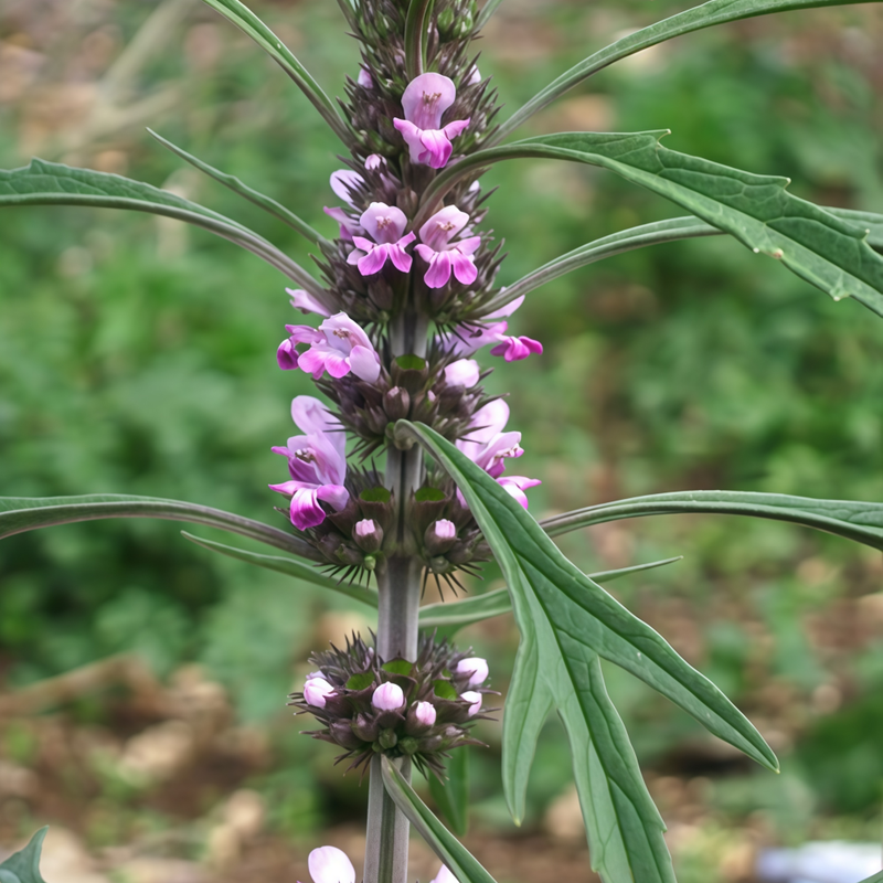 Leonurus Japonicus Houtt Seeds - Larger Packet High Germination 2000-10000 Onsaleseeds