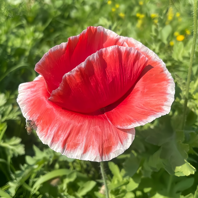 Papaver Rhoeas Seeds - Red And White Border Larger Packet High Germination 5000-25000 Onsaleseeds