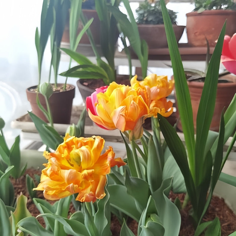 Tulip Bulbs - Pumpkin Lantern