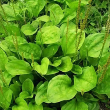Asian Plantain Seeds