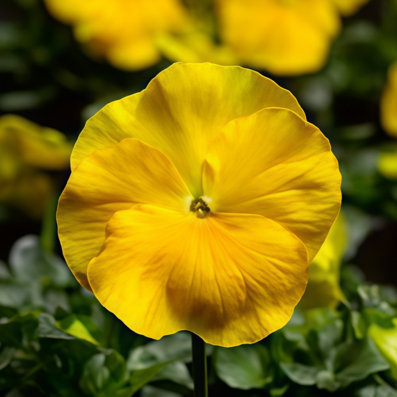 Pansy Seeds - Yellow Doesn't Mix With Black Larger Packet High Germination 600-3000 Onsaleseeds