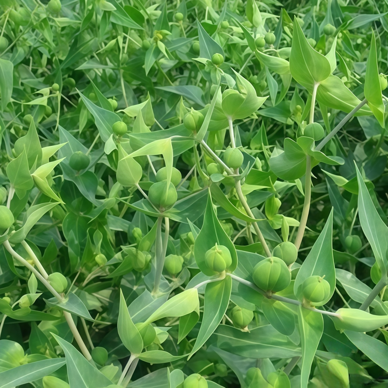 Euphorbia Lathyris L. Seeds - Larger Packet High Germination 250-1200 Onsaleseeds