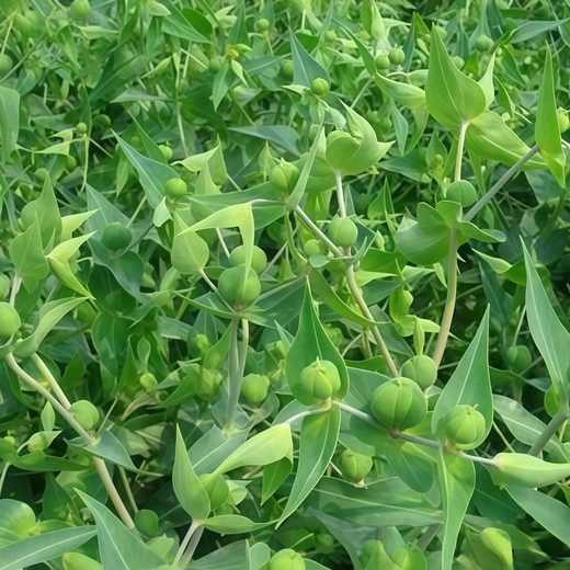 Caper Spurge Seeds